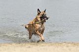 MALINOIS 479